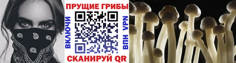 Псилоцибиновые грибы GOLDEN TEACHER  Андреаполь 